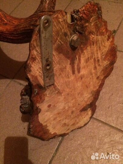 Рога лосиные на березовом капе