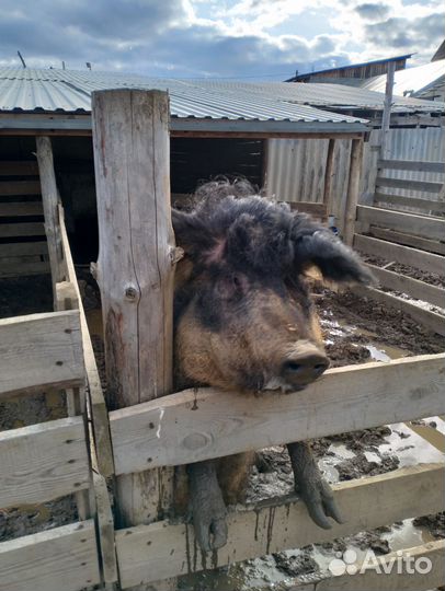 Венгерская мангалица