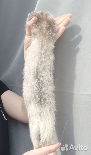 Домашний хорек