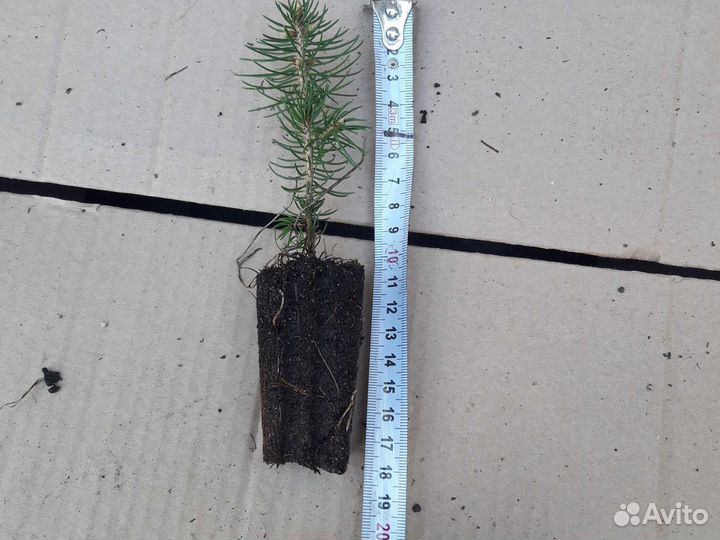Саженцы хвойных растений зкс