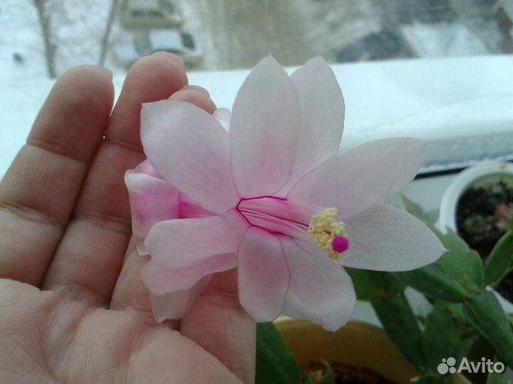 Шлюмбергера Malissa (Зигокактус, Декабрист)