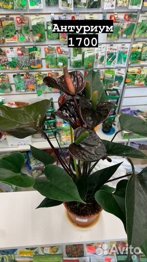 Комнатные растения