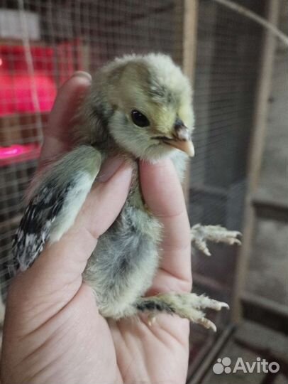 Цыплята, инкубационное яйцо павловских кур