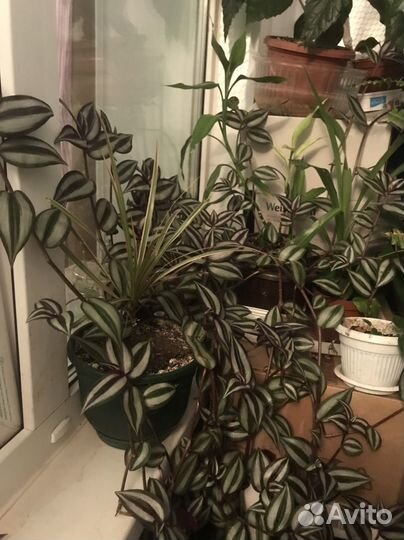 Хлорофитум