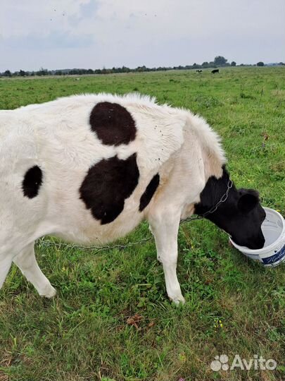 Быки телята