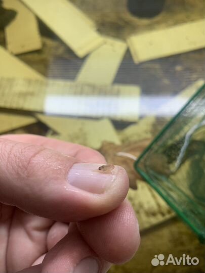 Австралийский красноклешневый рак