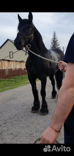 Жеребцы и кобылы