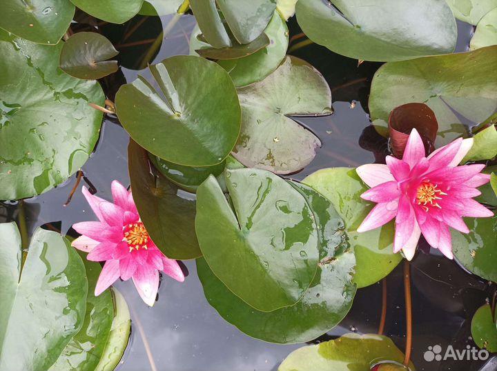 Нимфея для пруда