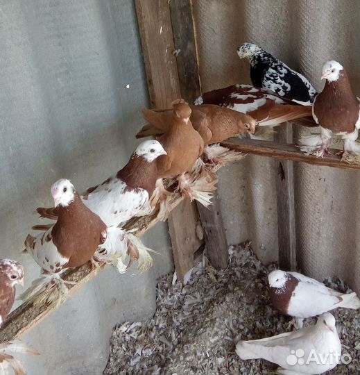 Голуби капканы Ташкентские