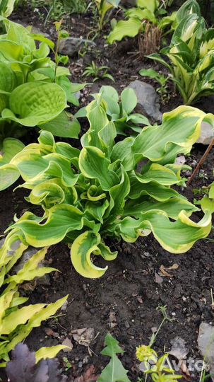 Хосты сортовые, редкие сорта хост. Гейхеры