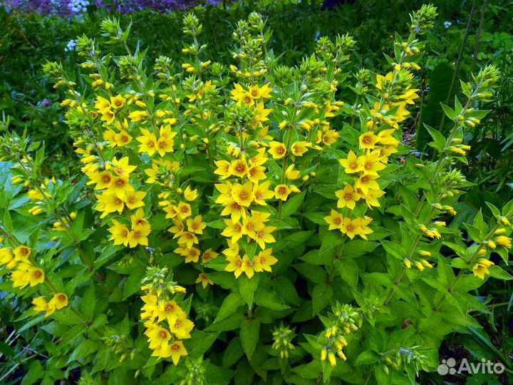 Многолетние цветы