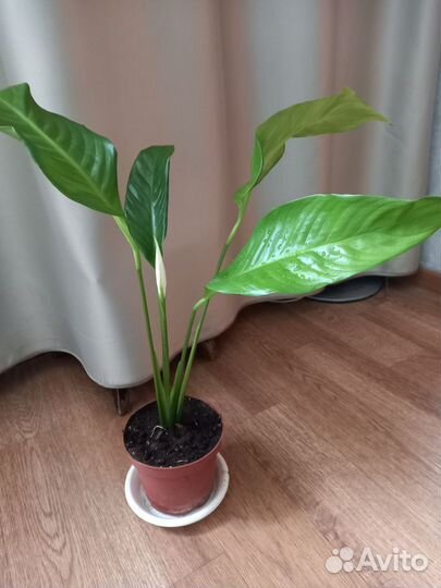 Спатифиллум