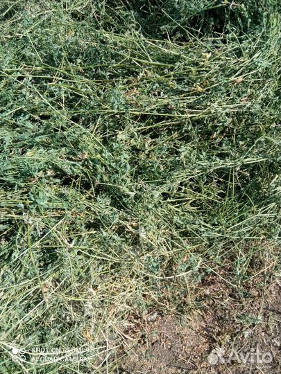 Сено люцерны в тюках