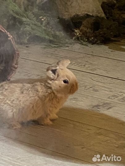 Карликовые кролики