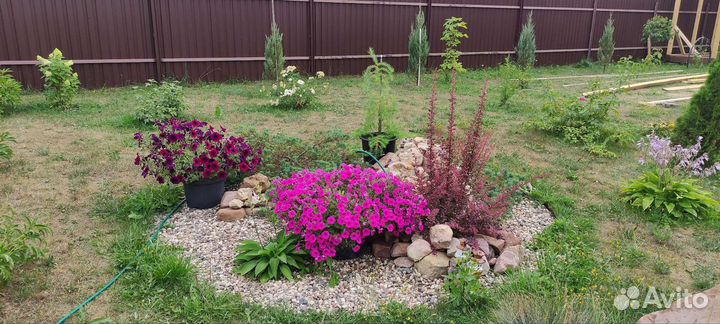 Петуния ампельная подрощенная