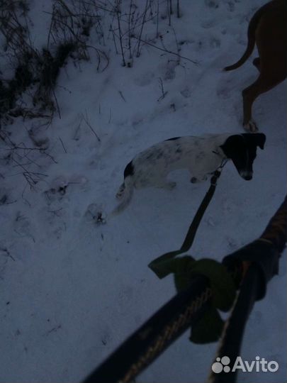 В поисках ма и па