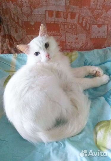 Белый кот инвалид Степашка ищет семью