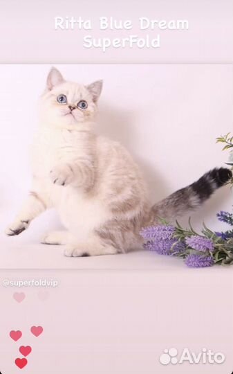 Породистые кошки в добрые реки