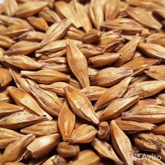 Пшеница ячмень