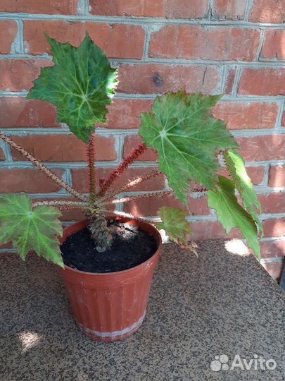 Бегония манжетчатая (небритый мужик)