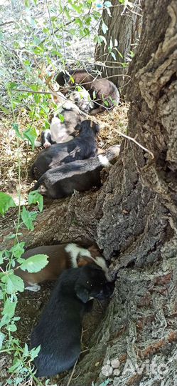 Собаки щенки бесплатно в добрые руки