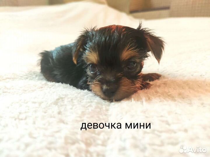 Йоркширский терьер щенки