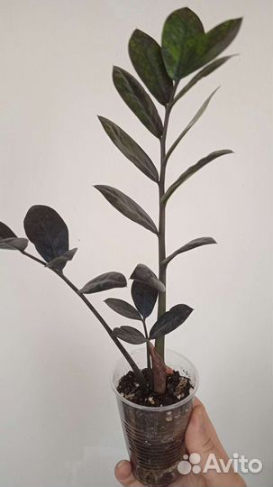 Замиокулькас