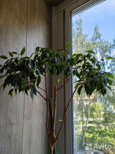 Комнатные цветы