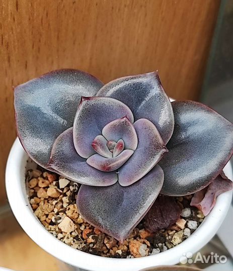 Редкие суккуленты