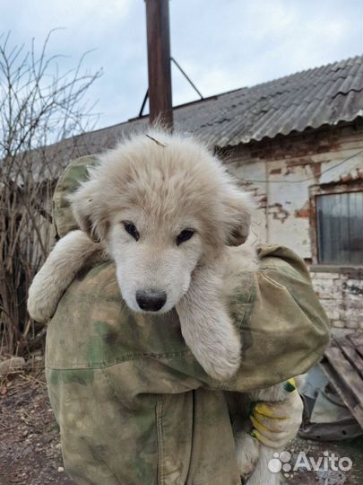 Щенки Пиренейской горной собаки