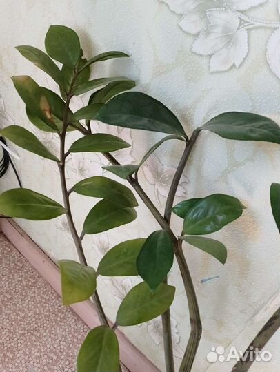 Замиокулькас.Доллоровое дерево