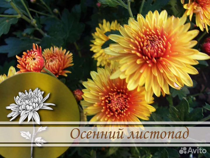 Хризантемы корейские