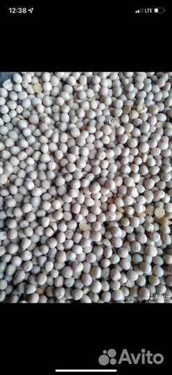 Горох кормовой