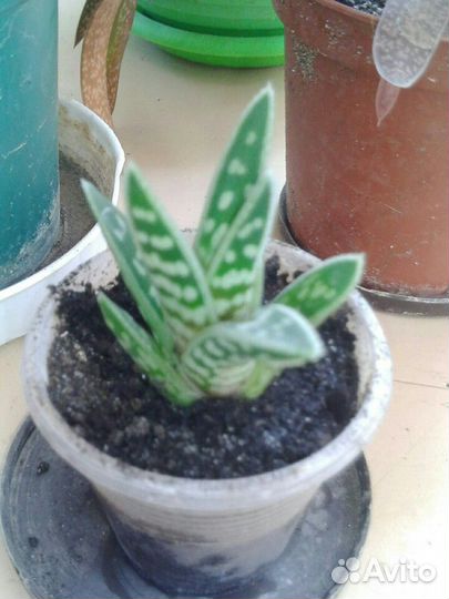 Кактусы и суккуленты пакетом