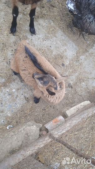 100% Чехи Козочка 28.01.24 и два козлика 08.02