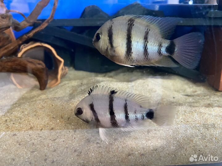 Цихлазома Каттера (Куттери)