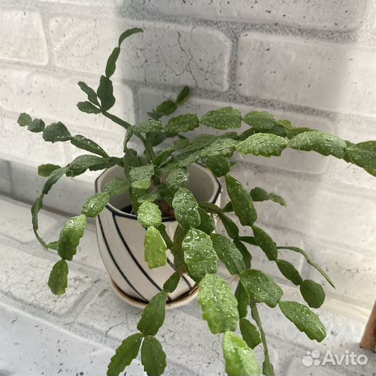 Сортовые цветы