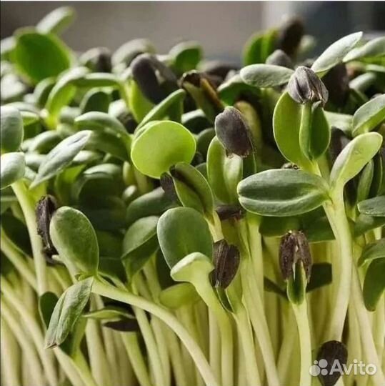 Продам микрозелень горошек,редис