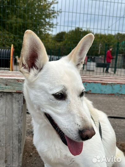 Спасите из приюта