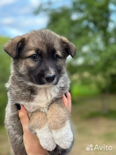 Щенки в добрые руки даром