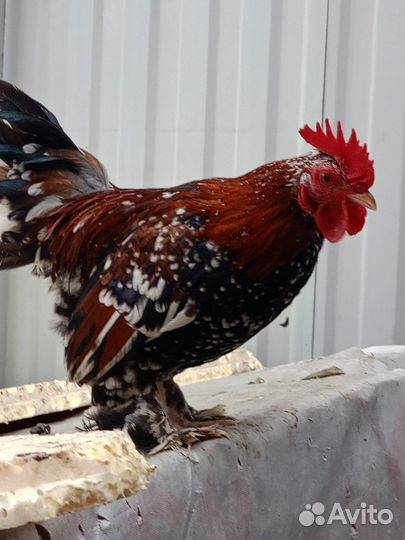 Декоративный петух