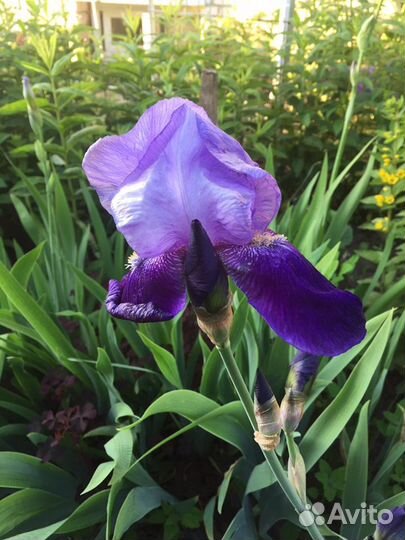 Ирисы сортовые