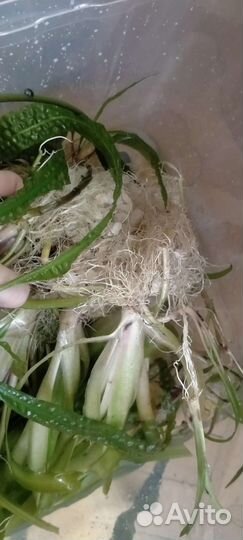 Аквариумные растения