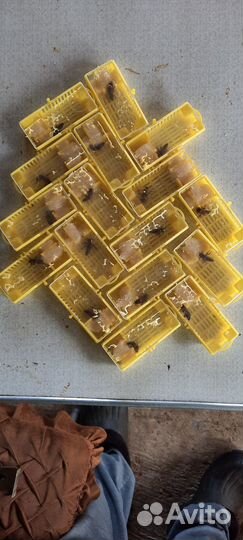 Пчеломатки карника