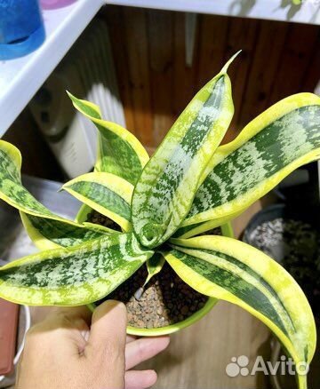 Сортовые сансевиерии и Крассула триколор