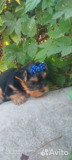 Йоркширский Терьерище