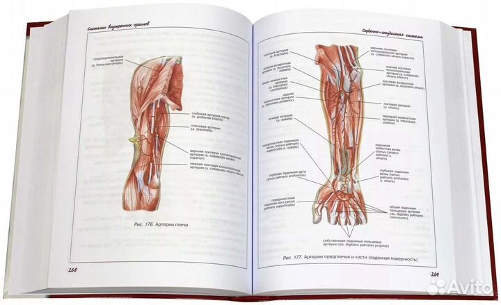 Атлас по анатомии человека