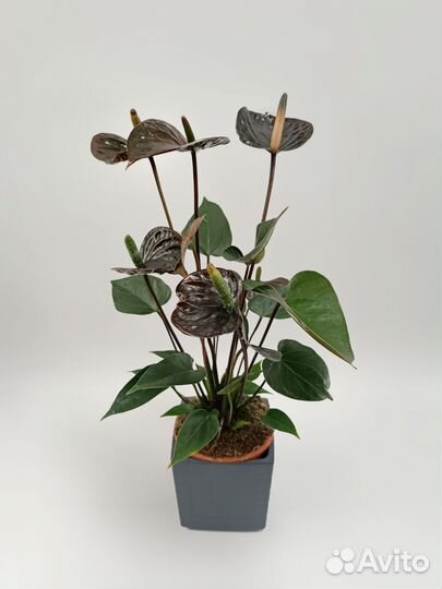 Антуриум черный принц