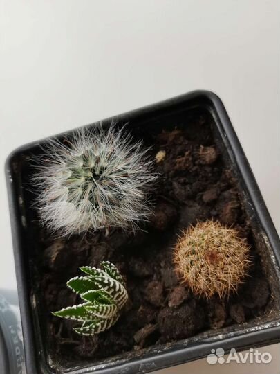 Кактусы наборы/садик из суккулентов