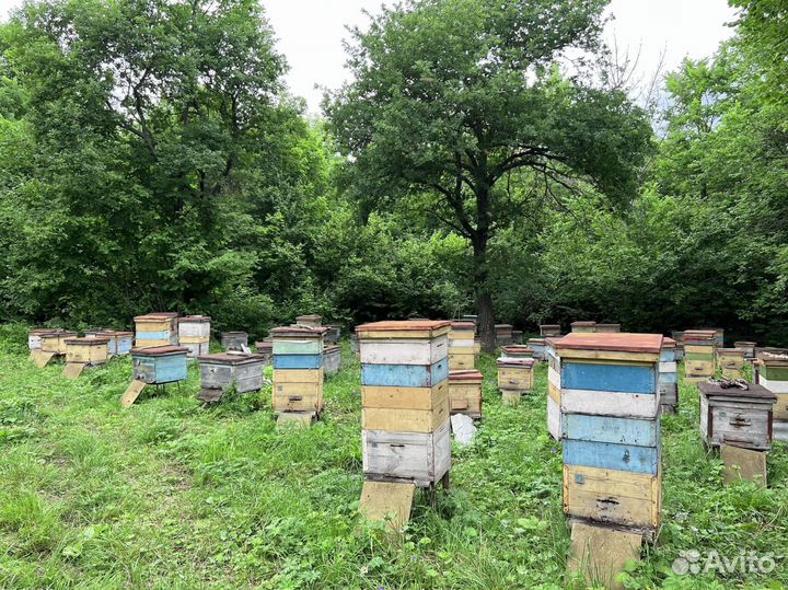 Перга с медом (источник иммунитета)